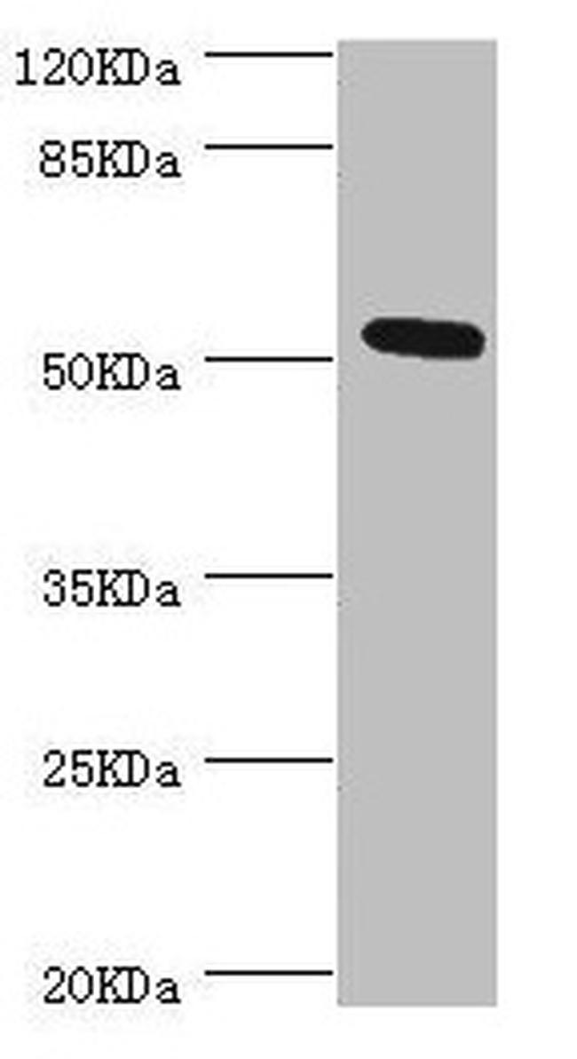 NIPA Antibody in Western Blot (WB)