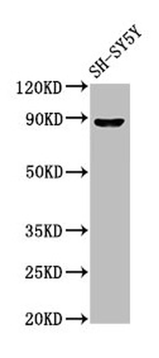 NPAS4 Antibody in Western Blot (WB)