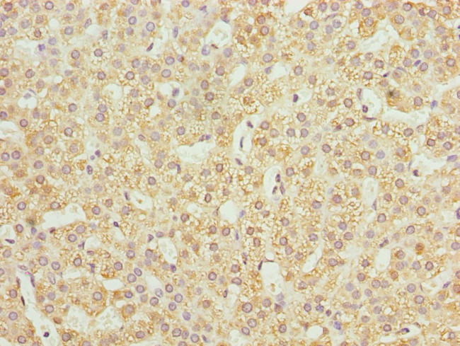 JAGN1 Antibody in Immunohistochemistry (Paraffin) (IHC (P))