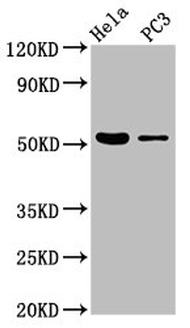 BRUNOL6 Antibody in Western Blot (WB)