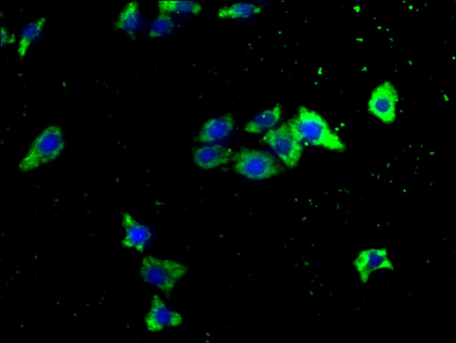 ITCH Antibody in Immunocytochemistry (ICC/IF)