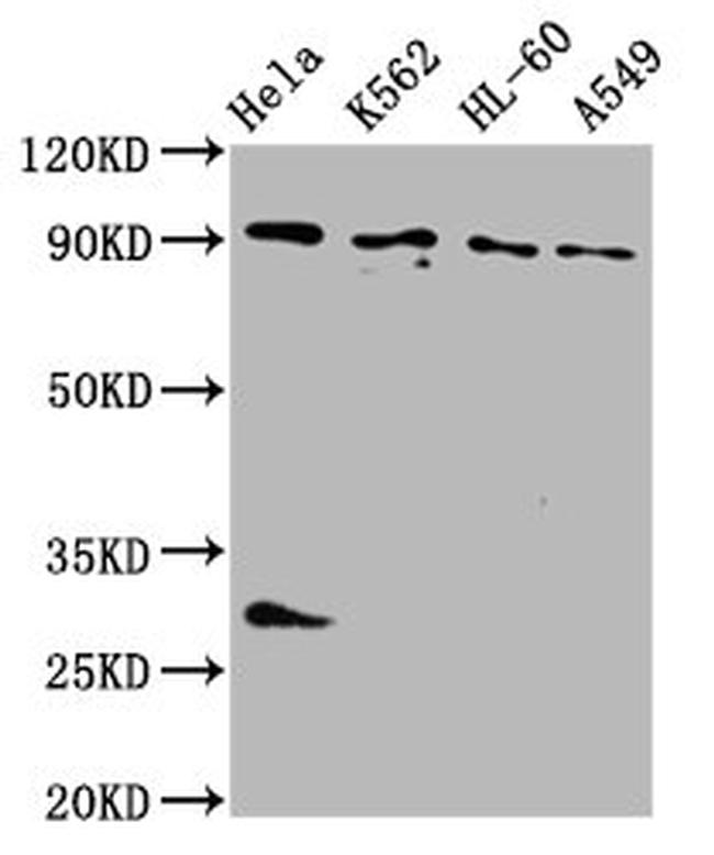 BICD2 Antibody in Western Blot (WB)