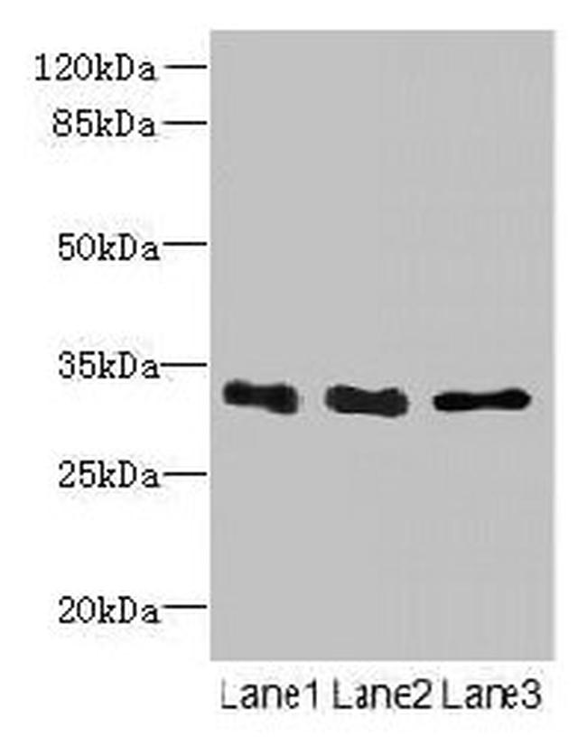 EXOSC8 Antibody in Western Blot (WB)