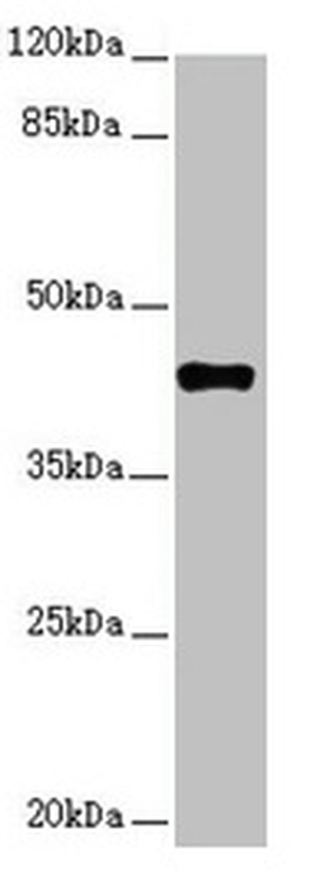 SH3GL1 Antibody in Western Blot (WB)