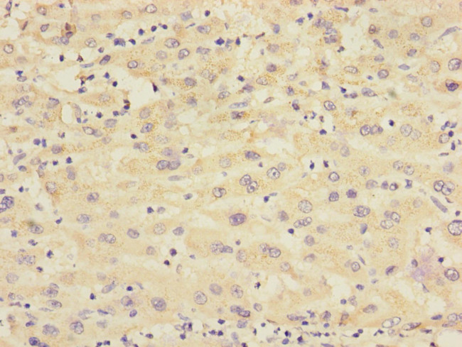 RXFP3 Antibody in Immunohistochemistry (Paraffin) (IHC (P))