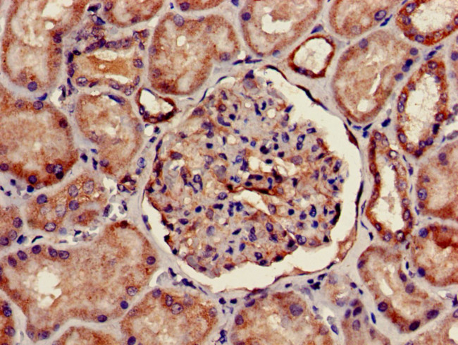 FOXQ1 Antibody in Immunohistochemistry (Paraffin) (IHC (P))