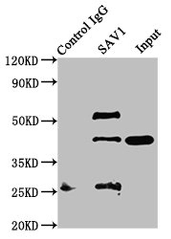 SAV1 Antibody in Western Blot (WB)