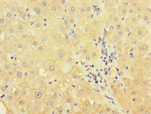 UVRAG Antibody in Immunohistochemistry (Paraffin) (IHC (P))