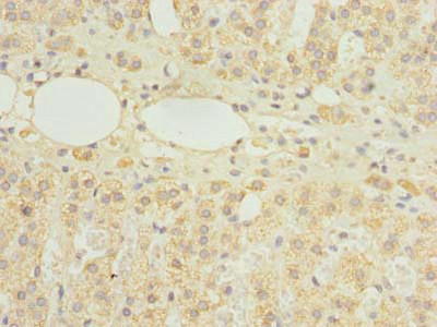 HDHD3 Antibody in Immunohistochemistry (Paraffin) (IHC (P))