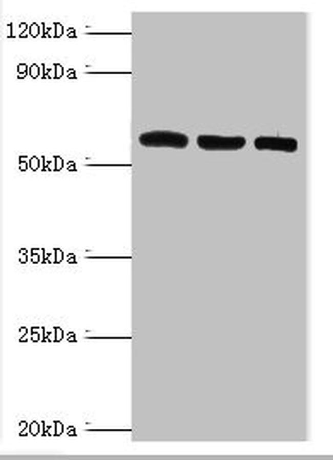 TrxR2 Antibody in Western Blot (WB)