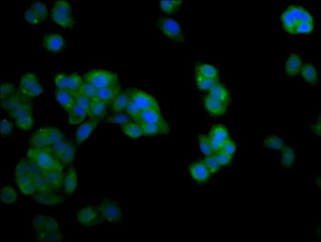 NDRG4 Antibody in Immunocytochemistry (ICC/IF)