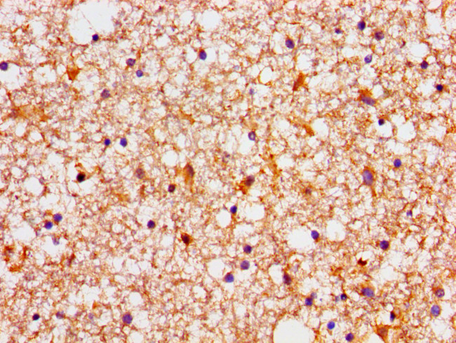 NDRG4 Antibody in Immunohistochemistry (Paraffin) (IHC (P))