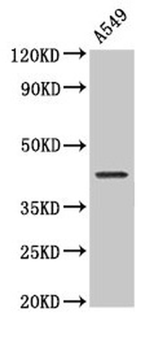 NDRG4 Antibody in Western Blot (WB)