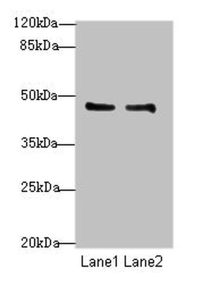 GPR34 Antibody in Western Blot (WB)