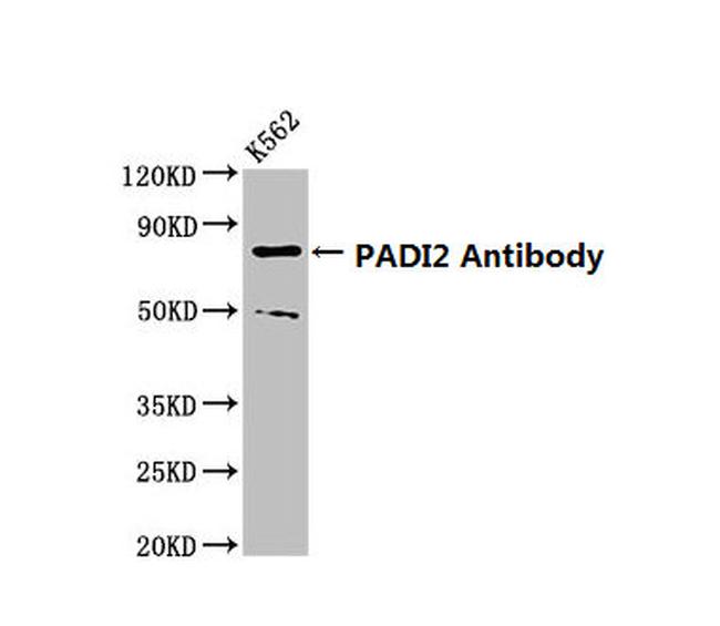 PADI2 Antibody in Western Blot (WB)