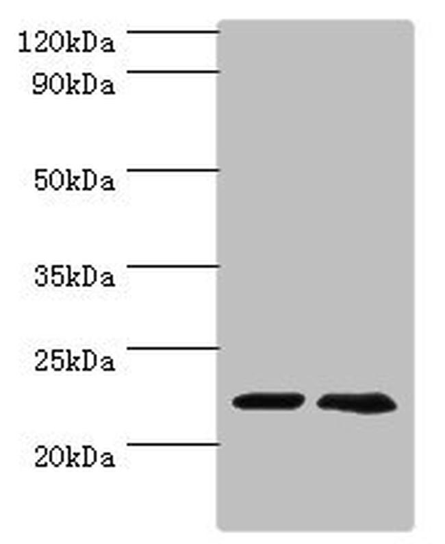 ASF1A Antibody in Western Blot (WB)