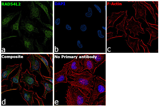 RAD54L2 Antibody in Immunocytochemistry (ICC/IF)