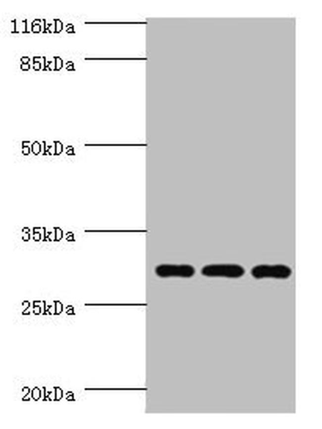 SPIN1 Antibody in Western Blot (WB)