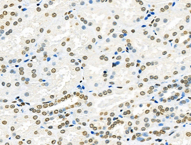 Phospho-FANCG (Ser383) Antibody in Immunohistochemistry (Paraffin) (IHC (P))