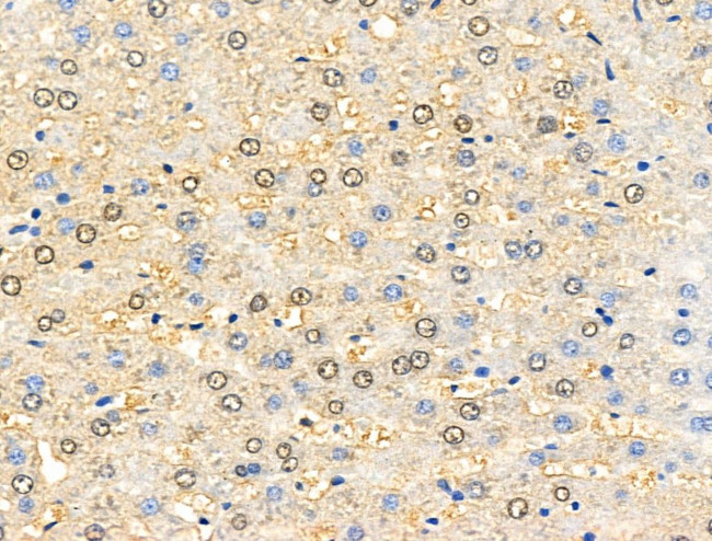 TTK Antibody in Immunohistochemistry (Paraffin) (IHC (P))