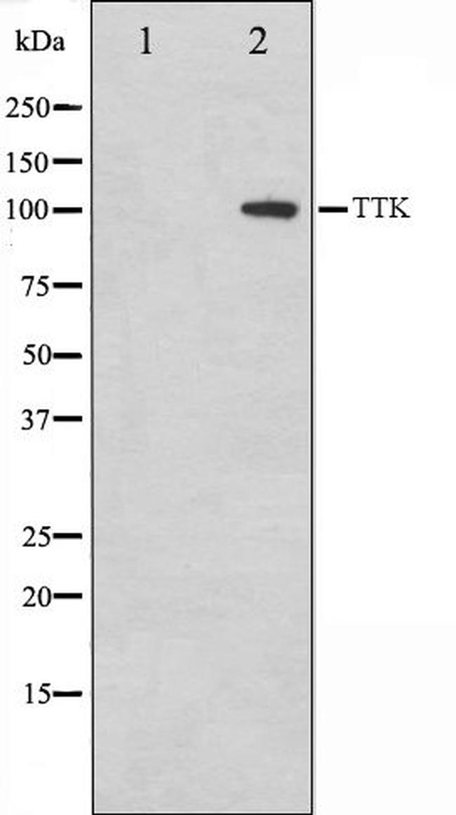 TTK Antibody in Western Blot (WB)