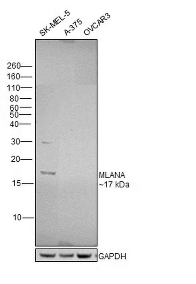 Melan-A Antibody in Western Blot (WB)