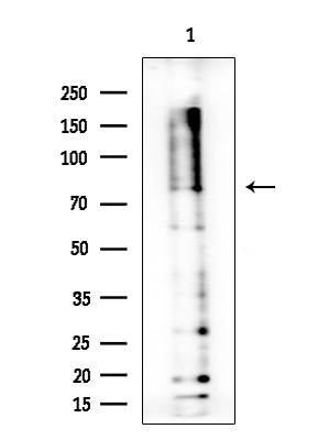 ZIC1/ZIC2/ZIC3 Antibody in Western Blot (WB)