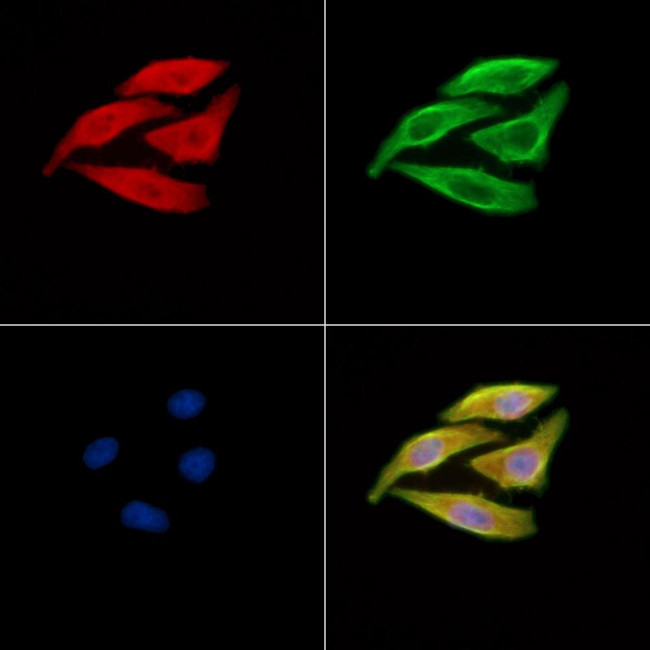 SERC1 Antibody in Immunocytochemistry (ICC/IF)