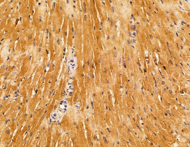 SERC1 Antibody in Immunohistochemistry (Paraffin) (IHC (P))