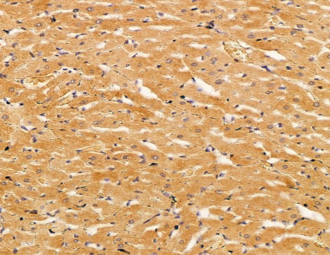 SERC1 Antibody in Immunohistochemistry (Paraffin) (IHC (P))