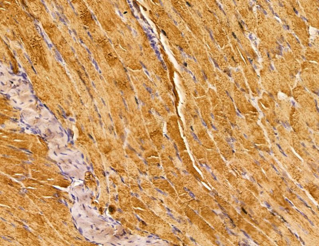 SERC1 Antibody in Immunohistochemistry (Paraffin) (IHC (P))