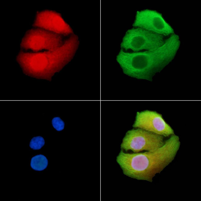 SLC4A1AP Antibody in Immunocytochemistry (ICC/IF)