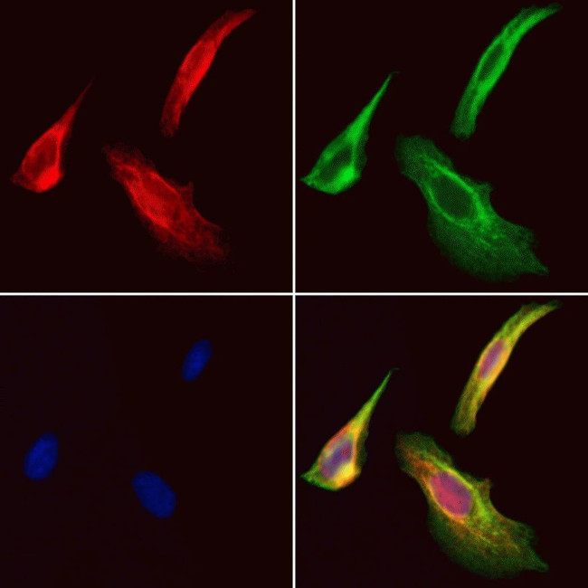 STARD13 Antibody in Immunocytochemistry (ICC/IF)