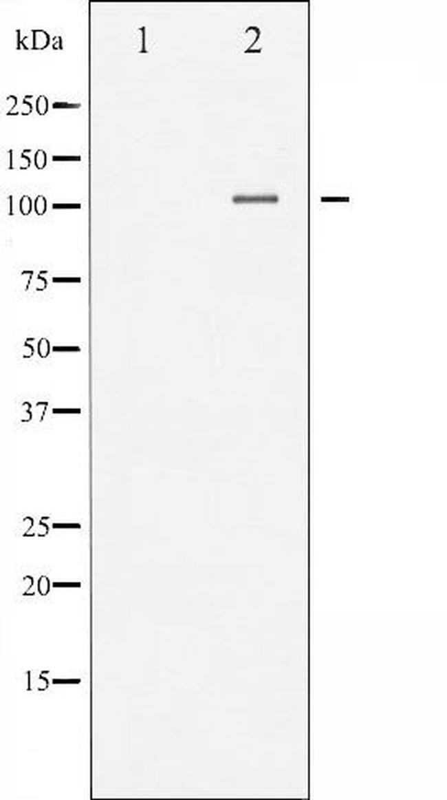 Phospho-NFkB p105 (Ser893) Antibody in Western Blot (WB)