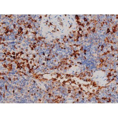 Phospho-CDC25A (Thr507) Antibody in Immunohistochemistry (Paraffin) (IHC (P))