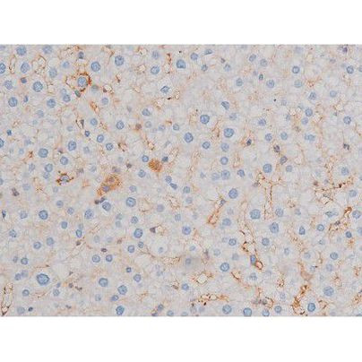 Phospho-CDC25A (Thr507) Antibody in Immunohistochemistry (Paraffin) (IHC (P))