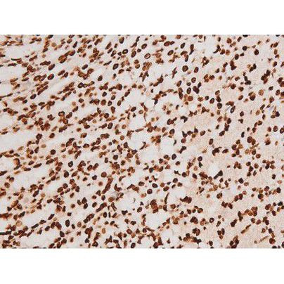 Phospho-C-rel (Ser503) Antibody in Immunohistochemistry (Paraffin) (IHC (P))