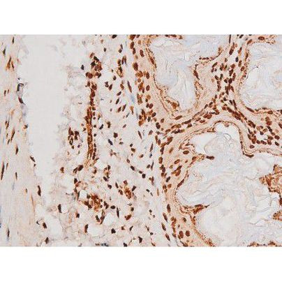 Phospho-C-rel (Ser503) Antibody in Immunohistochemistry (Paraffin) (IHC (P))