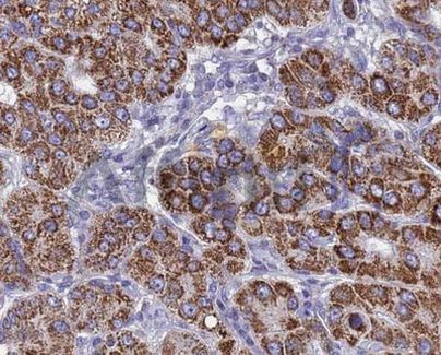 BMP-3 Antibody in Immunohistochemistry (Paraffin) (IHC (P))