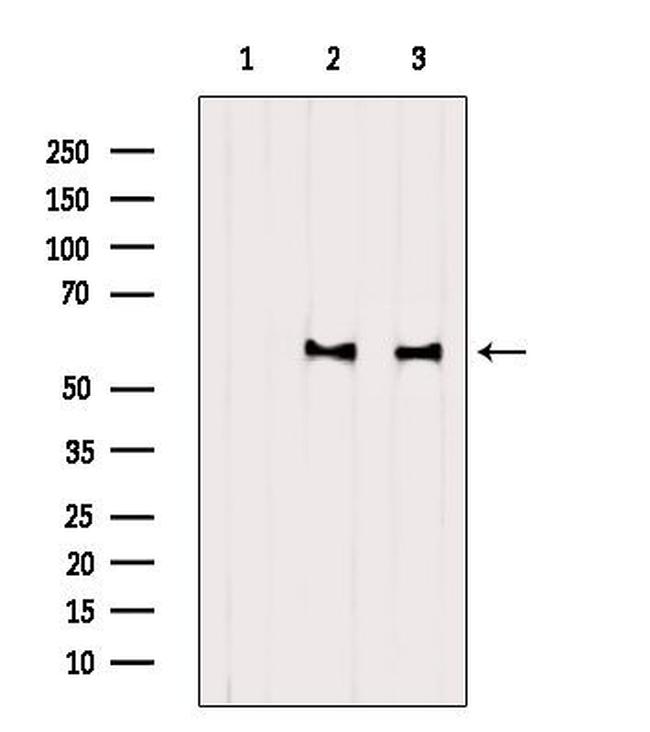 BMP-6 Antibody in Western Blot (WB)