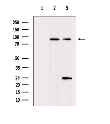 MKL1 Antibody in Western Blot (WB)