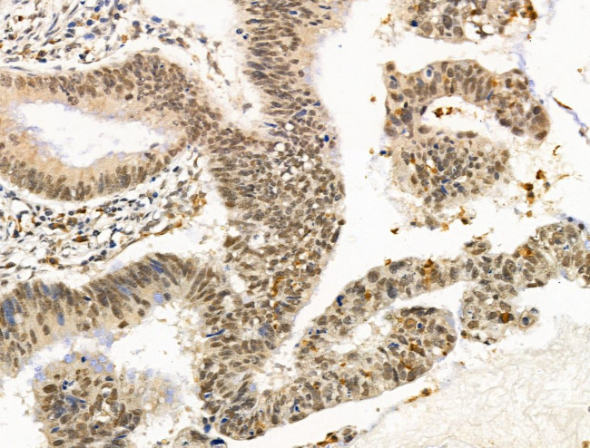 PIASy Antibody in Immunohistochemistry (Paraffin) (IHC (P))