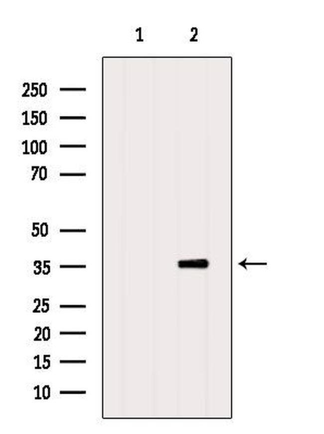 PSGR Antibody in Western Blot (WB)