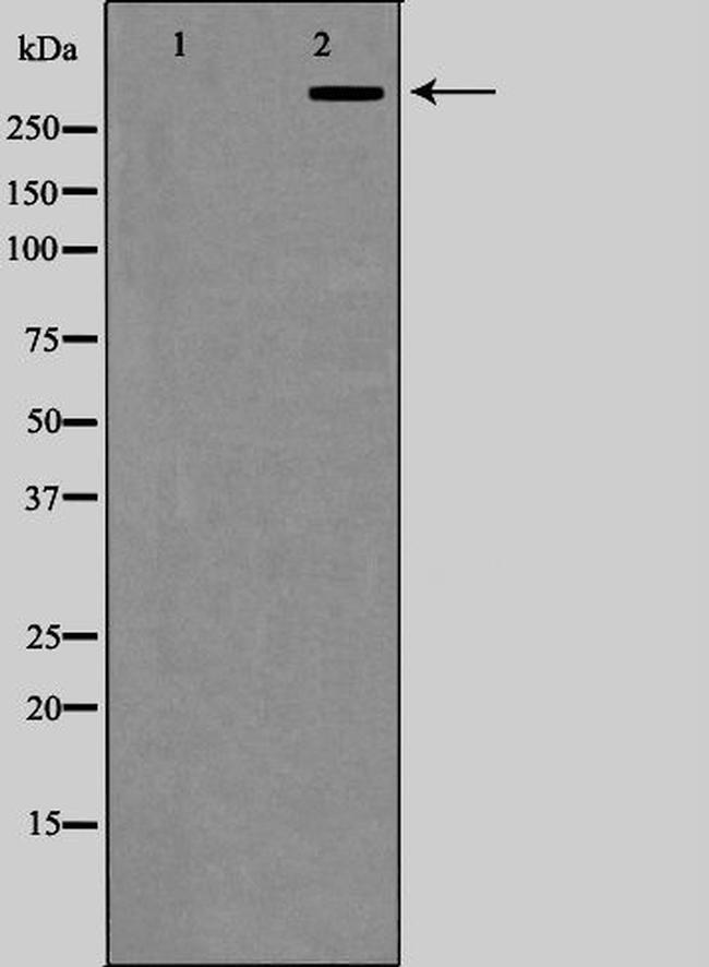 CBP/p300 Antibody in Western Blot (WB)