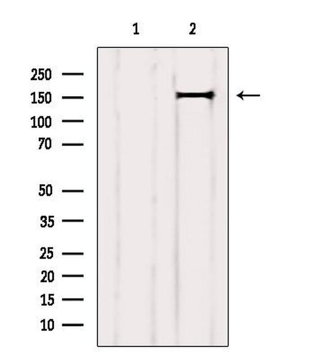 GRF-1 Antibody in Western Blot (WB)