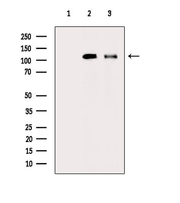 Phospho-TrkC (Tyr705) Antibody in Western Blot (WB)