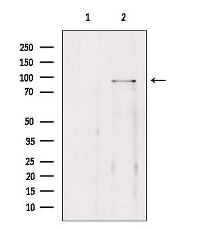 BRD3 Antibody in Western Blot (WB)