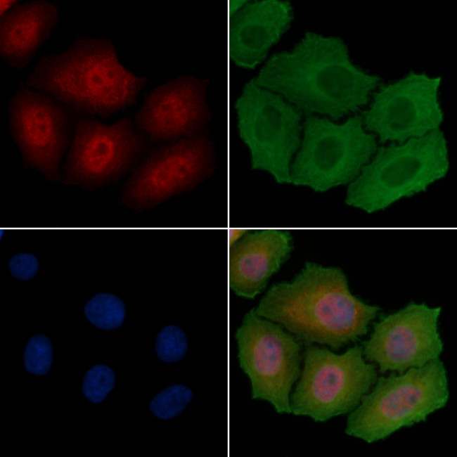 PNCK Antibody in Immunocytochemistry (ICC/IF)