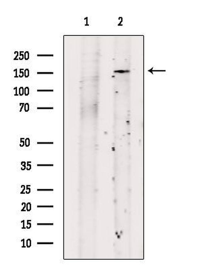 NRXN1 Antibody in Western Blot (WB)