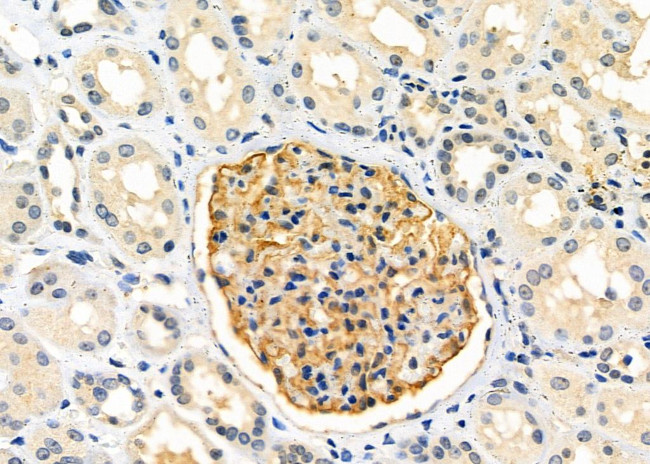 NMUR1 Antibody in Immunohistochemistry (Paraffin) (IHC (P))